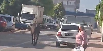 Bir Bayram Klasiği: Firari Kurbanlar