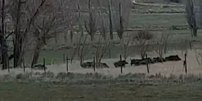 Kayseri’de Yaban Domuzu Sürüsü Görüldü