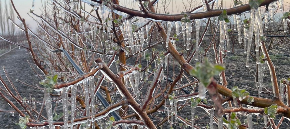 3 İlçede Üreticiler Zirai Dona Karşı Sprinkler Sistemiyle Önlem Aldı