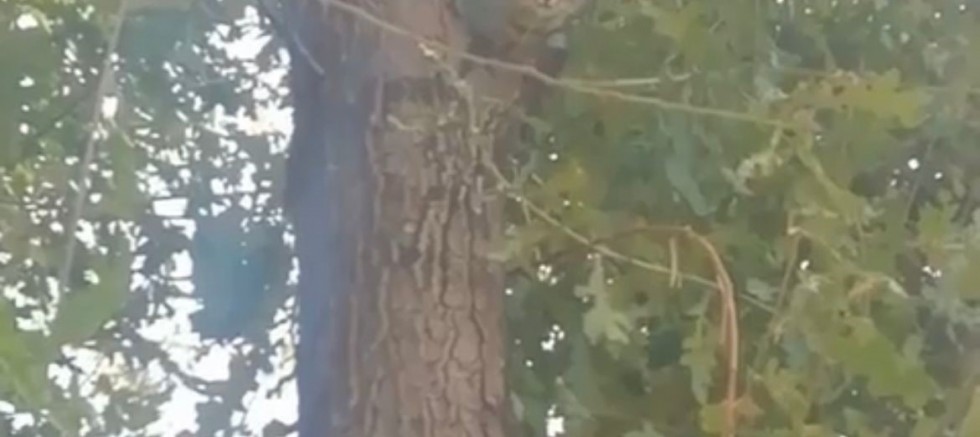 Ağaçta Mahsur Kalan Kedi Yavrusunu İtfaiye Kurtardı