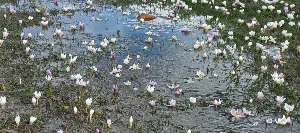 Akkışla’da Kar Çiçekleri Doğayı Süsledi