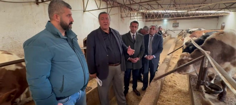 CHP’li Gürer: Büyükbaş Hayvan Varlığında 4 Milyon Baş Eksildi