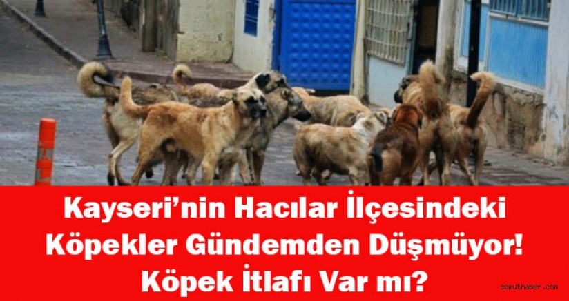 hacilar da kopek itlafi var mi gundem somut haber ilkeli tarafsiz ve dogru haberleri takipcilerine ulastirir