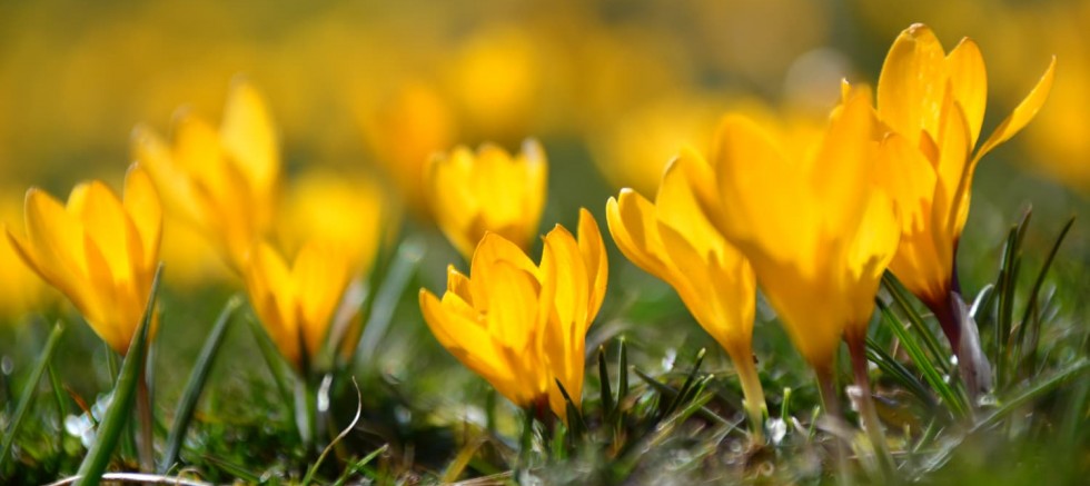 Kayseri'de Baharın Müjdecisi Sarıçiğdemler Çiçek Açtı