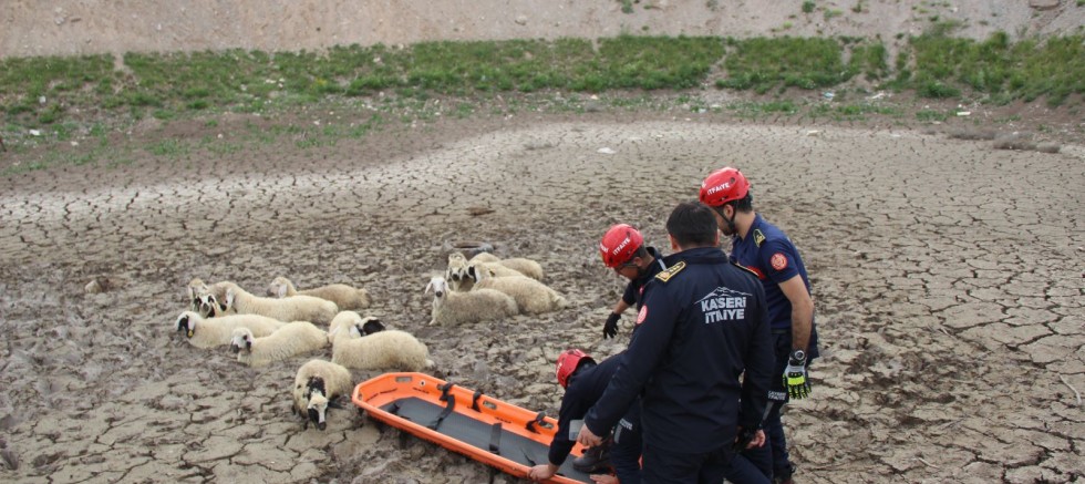 Kayseri’de Bataklıkta Mahsur Kalan Koyun Sürüsünü İtfaiye Kurtardı
