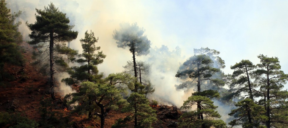  Kayseri’de Devam Eden Orman Yangınına 100 Kişilik Ekiple Müdahale