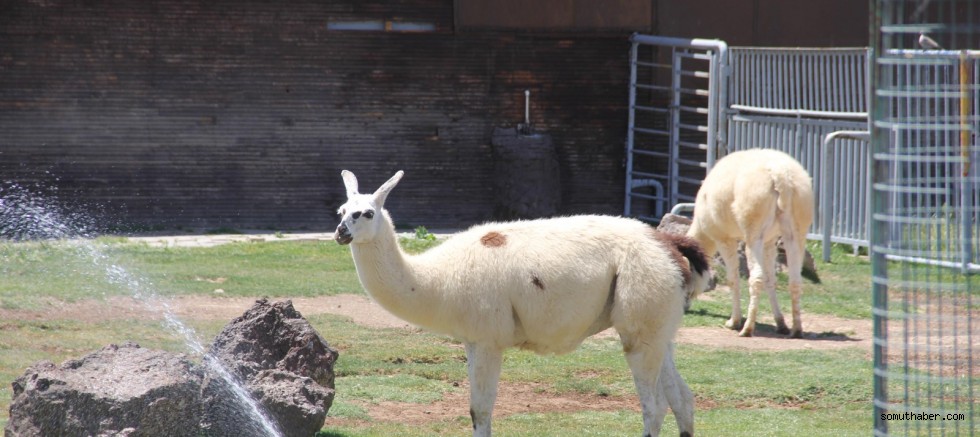 Kayseri'de Hayvanat Bahçesi Ziyarete Açıldı
