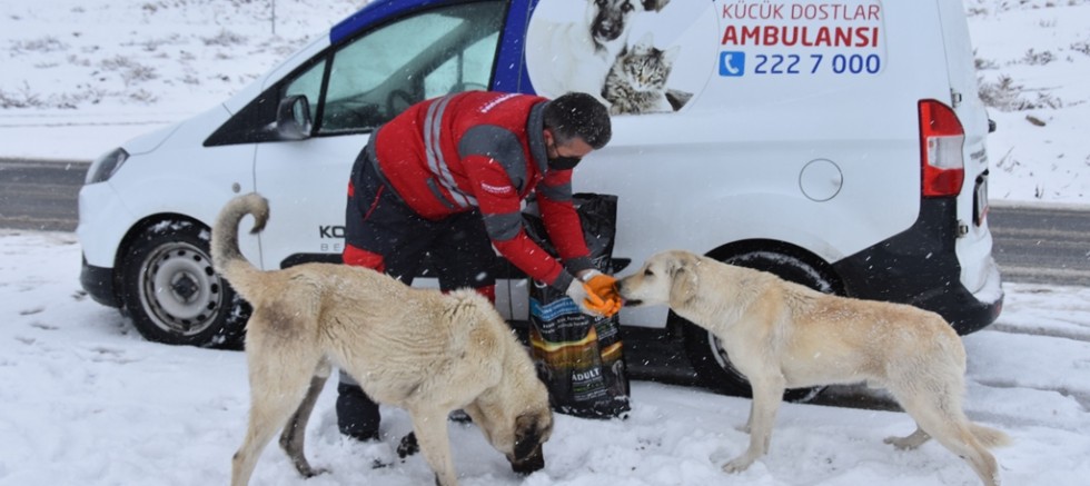 Kocasinan’dan Yoğun Kar Yağışında Sokak Hayvanları İçin Yemleme Çalışması