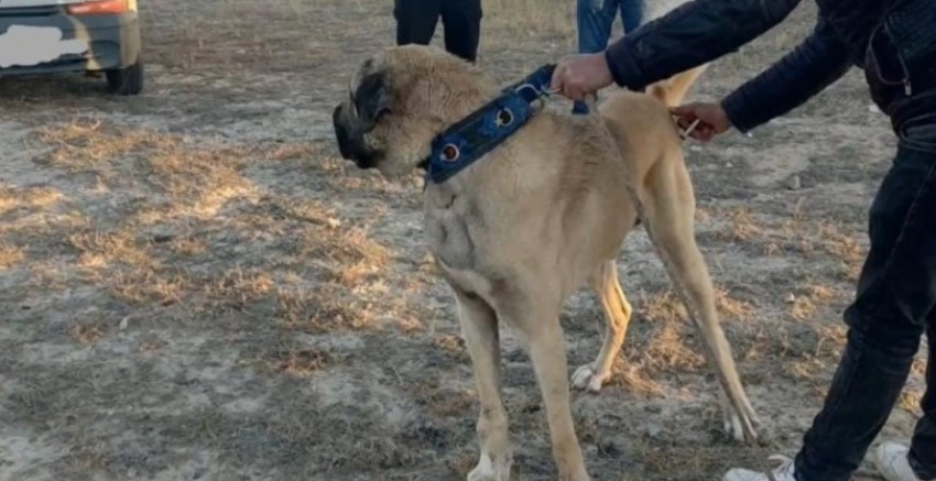 Köpek Dövüştürme Olayında 35 Kişi Suçüstü Yakalandı: 6 Köpek Kurtarıldı
