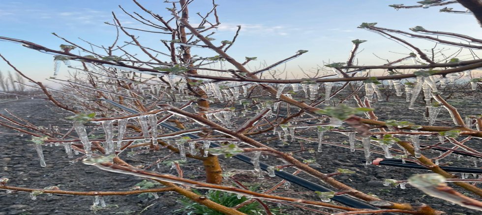 3 İlçede Üreticiler Zirai Dona Karşı Sprinkler Sistemiyle Önlem Aldı