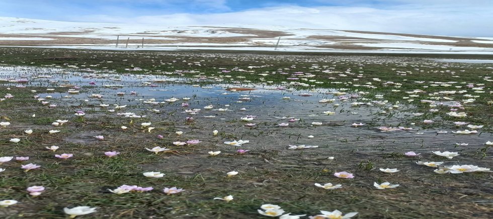 Akkışla’da Kar Çiçekleri Doğayı Süsledi