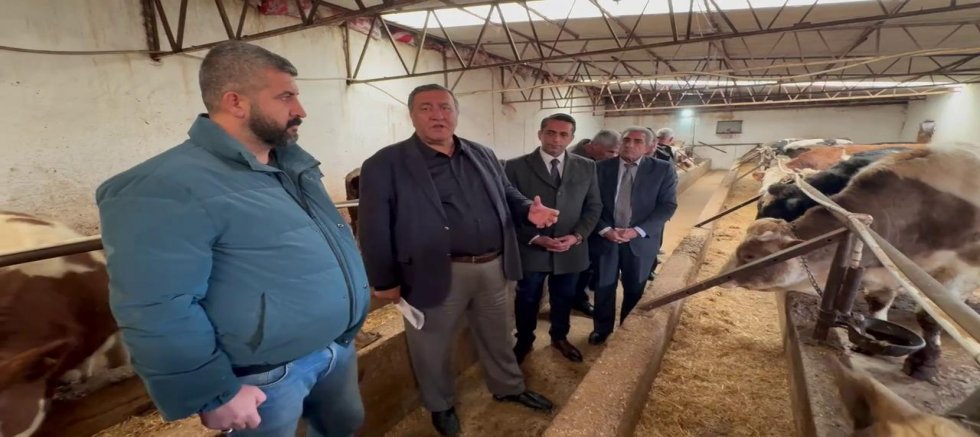 CHP’li Gürer: Büyükbaş Hayvan Varlığında 4 Milyon Baş Eksildi