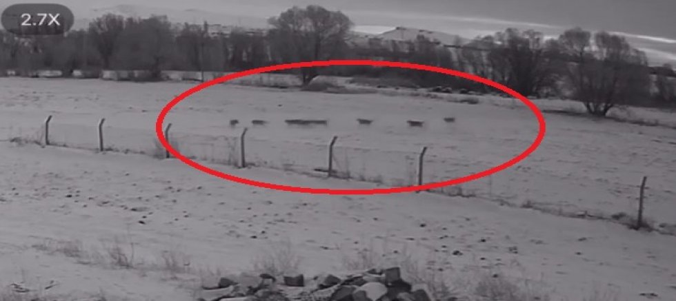 Pınarbaşı’da Kurt Sürüsü Köpeği Öldürdü; Olay Anı Kamerada