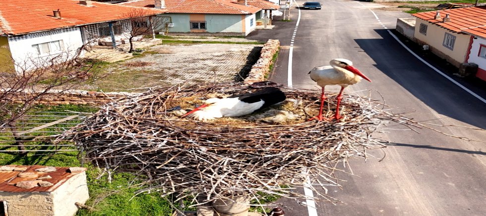 Sarıoğlan’da Leylekler Yuvalarına Döndü
