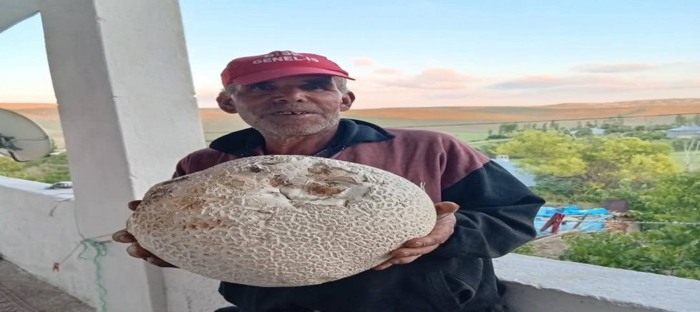 Sarız'da Dev Mantarlar Görenleri Şaşırttı