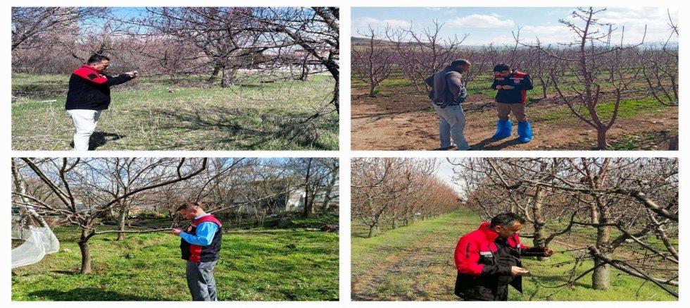 Tarım ve Orman İl Müdürlüğü’nden ‘Zirai Don’ Açıklaması