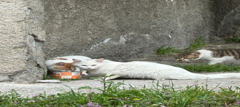 Üniversiteli Gönüllü Öğrencilerden Dünya Sokak Hayvanları Gününde Anlamlı Etkinlik