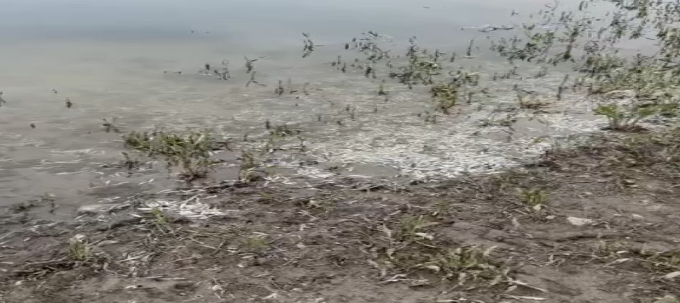 Yamula Barajı’nda Yüzlerce Ölü Balık Kıyıya Vurdu