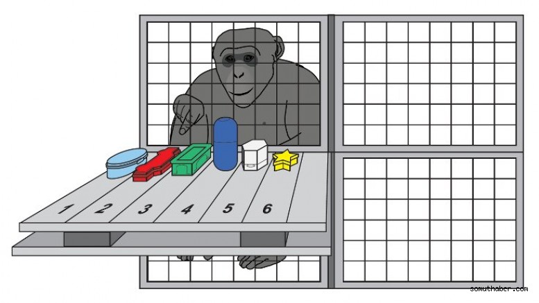 Şempanzelerin Hafızası İnsanlarınkine Benziyor