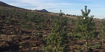 2021 Yılında Erciyes'e 1.5 Milyon Fidan Dikilecek