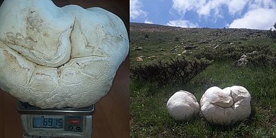 2100 Metrelik Rakımda 7 Kiloluk Mantar Buldu