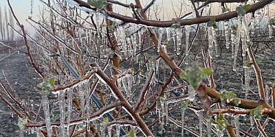 3 İlçede Üreticiler Zirai Dona Karşı Sprinkler Sistemiyle Önlem Aldı