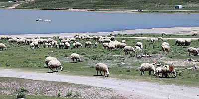4 bin lira maaşla çalıştıracak çoban bulamıyorlar