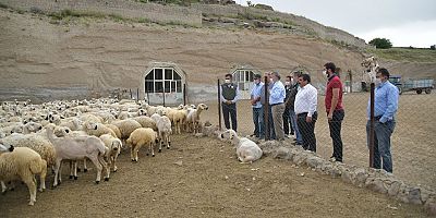 4 Koyun İle Başladı 800 Koyunu Oldu