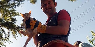 Ağaçta Mahsur Kalan Kedi Kurtarıldı