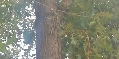 Ağaçta Mahsur Kalan Kedi Yavrusunu İtfaiye Kurtardı