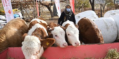 Ahırı Yanan Aileye Büyükbaş ve Yem Desteği