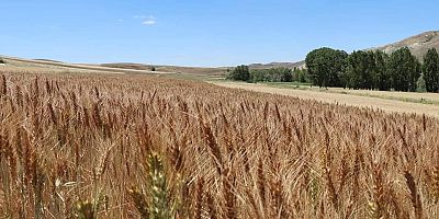 Akkışlalı Çiftçilere Yulaf Tohumu Tedariki