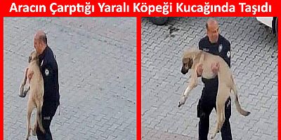 Aracın Çarptığı Köpeği Kucağında Veterinere Taşıdı