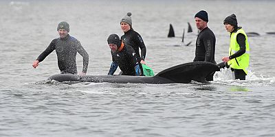 Avustralya'da Zamana Karşı Kurtarma Çabası