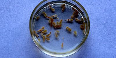 Balık Katili Parazite 'Adana' İsmini Verdiler