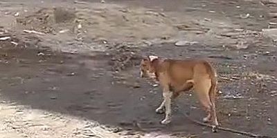 Başıboş Gezen Pitbull Cinsi Köpek Yakalandı