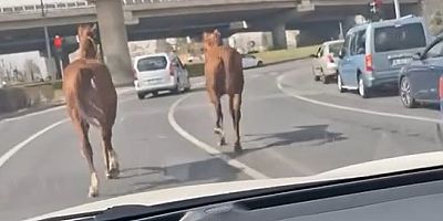 Başıboş İki At Trafiği Aksattı