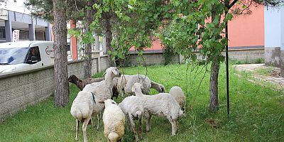 Başıboş Koyunlar Karakol Bahçesine Götürüldü