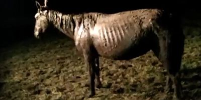 Bataklığa Saplanan Yılkı Atını Köylüler Çıkardı