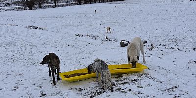 Belediye Sokak Hayvanlarını Unutmadı