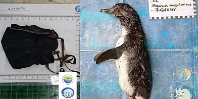 Brezilya'da Ölü Penguenin Midesinden N95 Maske Çıktı