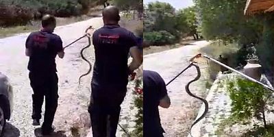 Büfeye Giren Yılan Çıkarıldı