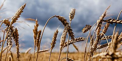 Buğday İthalatı Makarna İhracatı İçin Mi Yapılıyor?