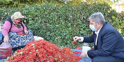 Bünyan'da Gilaburu Hasadı Başladı