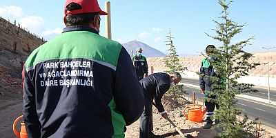 Büyükşehir, 100 Bin Fidanı Toprakla Buluşturuyor