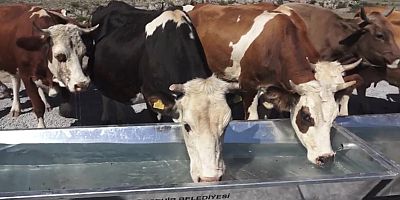 Büyükşehir’den Kırsala Hayvancılık Desteği
