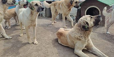 Büyükşehir’den Yeni ve Modern Kedi Köpek Evi