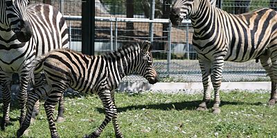 Büyükşehir Hayvanat Bahçesi’nde Yeni Doğan Zebra İlgi Odağı Oldu