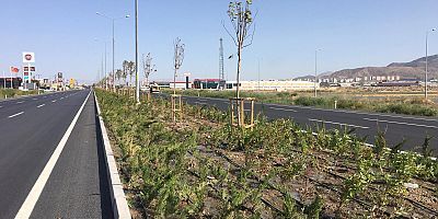 Büyükşehir, Şehrin Batı Girişine 62 Bin Fidan Dikti