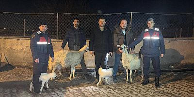 Çaldıkları 4 Küçükbaş Hayvanı Satan 3 Şahıs Tutuklandı